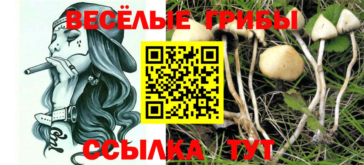 Псилоцибиновые грибы Psilocybe Благодарный